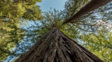 Es el país con el árbol más alto de Sudamérica: dónde está y cuánto mide