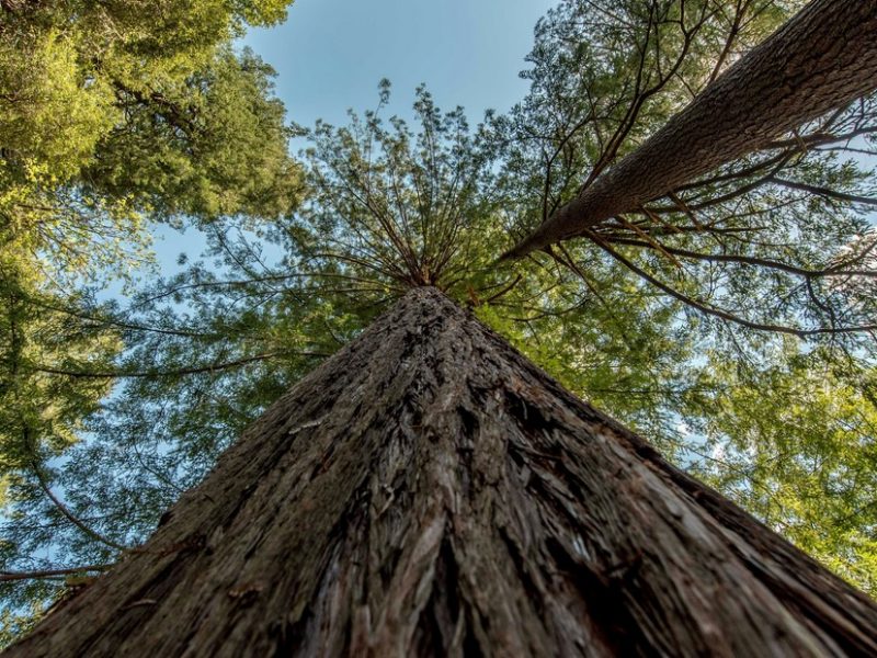 Es el país con el árbol más alto de Sudamérica: dónde está y cuánto mide